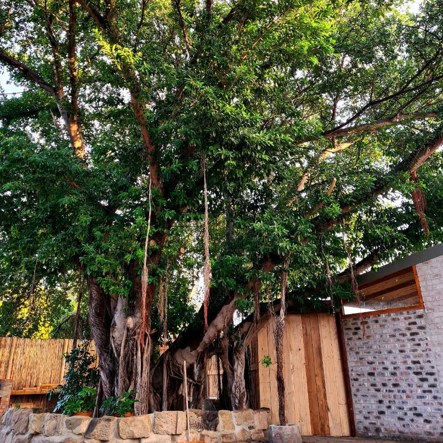 Uthando Backpackers Lodge Oudtshoorn Exteriör bild